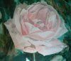 Rosa Rose (4 von 5)