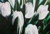 Weisse Tulpen (3 von 5)
