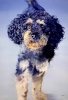 Hund 3
